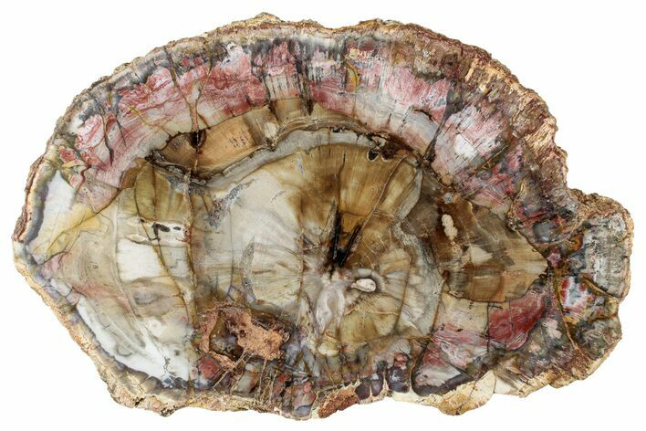 Colorful Petrified Wood (Araucaria) Round - Madagascar #304818